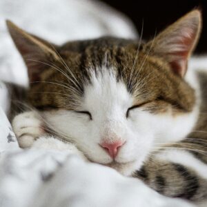 Benessere Animale